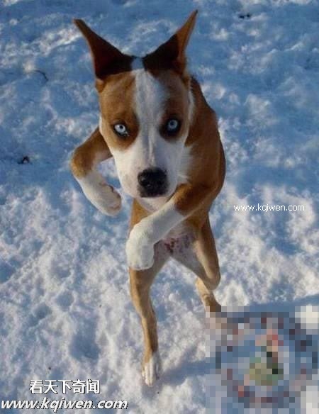 ��Ϊ���ޣ��ҵ�ѹ��Ҳ�ܴ�